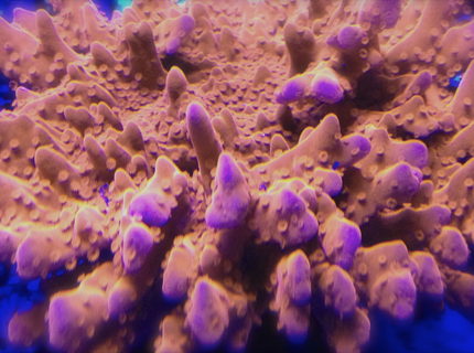 corals inverts - montipora setosa - red montipora setosa stocking in 75 gallons tank - setosa monti corals inverts - montipora setosa - red montipora setosa stocking in 75 gallons tank - setosa monti