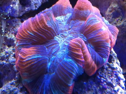 corals inverts - trachyphyllia geoffroyi - brain coral stocking in 180 gallons tank - one of my favorites!! corals inverts - trachyphyllia geoffroyi - brain coral stocking in 180 gallons tank - one of my favorites!!