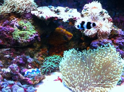 corals inverts - asterospicularia sp. - asterospicularia coral stocking in 29 gallons tank - 29 gallon biocube full tank shot corals inverts - asterospicularia sp. - asterospicularia coral stocking in 29 gallons tank - 29 gallon biocube full tank shot
