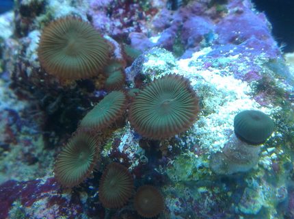 corals inverts - palythoa sp. - button polyp, houdini's stocking in 90 gallons tank - Button coral corals inverts - palythoa sp. - button polyp, houdini's stocking in 90 gallons tank - Button coral