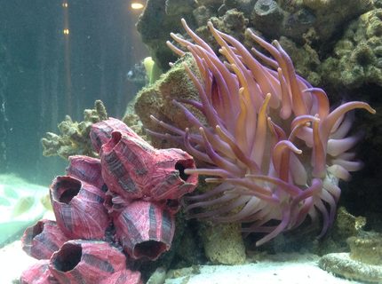 corals inverts - macrodactyla doreensis - long tentacle anemone stocking in 65 gallons tank - Saltwater Marine Invertebrate: Long Tentacle Anemone corals inverts - macrodactyla doreensis - long tentacle anemone stocking in 65 gallons tank - Saltwater Marine Invertebrate: Long Tentacle Anemone