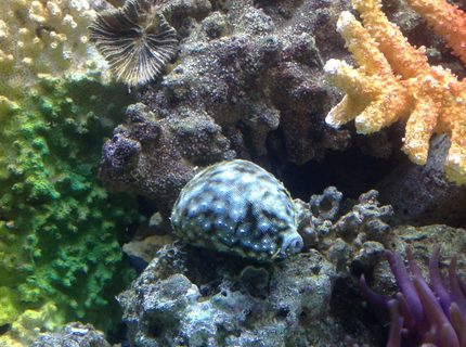corals inverts - cypraea spp. - cowrie stocking in 65 gallons tank - Cowrie Snail corals inverts - cypraea spp. - cowrie stocking in 65 gallons tank - Cowrie Snail