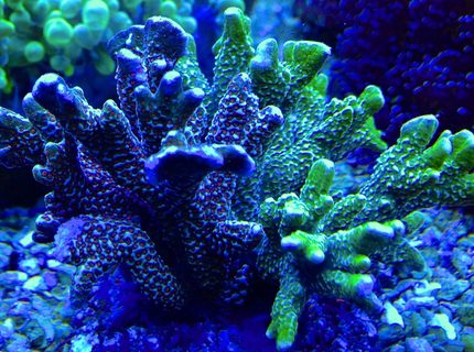 corals inverts - acropora millepora - millepora acropora coral corals inverts - acropora millepora - millepora acropora coral