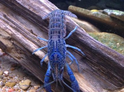 Rated #4: Corals Inverts - Cherax Destructor - Blue Knight Lobster Stocking In 120 Gallons Tank - beautiful marbled crayfish. have no idea why they are blue. i also have some that are red. Rated #4: Corals Inverts - Cherax Destructor - Blue Knight Lobster Stocking In 120 Gallons Tank - beautiful marbled crayfish. have no idea why they are blue. i also have some that are red.