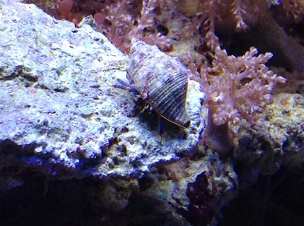 corals inverts - calcinus elegans - electric blue hermit crab stocking in 55 gallons tank - Blue leg corals inverts - calcinus elegans - electric blue hermit crab stocking in 55 gallons tank - Blue leg