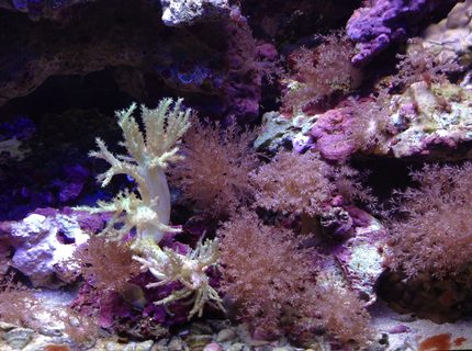 corals inverts - seriatopora hystrix - birdsnest coral stocking in 55 gallons tank - Corals corals inverts - seriatopora hystrix - birdsnest coral stocking in 55 gallons tank - Corals
