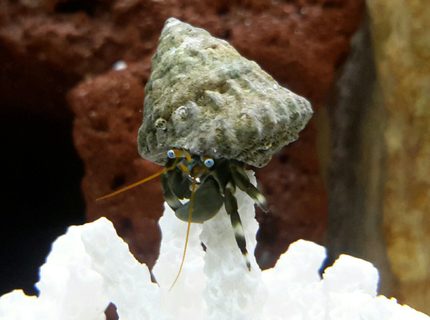 corals inverts - calcinus laevimanus - dwarf zebra hermit crab stocking in 125 gallons tank - Zebra Leg Hermit Crab corals inverts - calcinus laevimanus - dwarf zebra hermit crab stocking in 125 gallons tank - Zebra Leg Hermit Crab