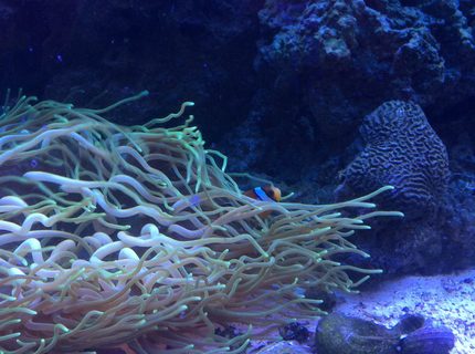 Rated #3: Corals Inverts - Macrodactyla Doreensis - Long Tentacle Anemone Stocking In 75 Gallons Tank - Salt tank after 6 mo
Long tentacle anemone Rated #3: Corals Inverts - Macrodactyla Doreensis - Long Tentacle Anemone Stocking In 75 Gallons Tank - Salt tank after 6 mo
Long tentacle anemone
