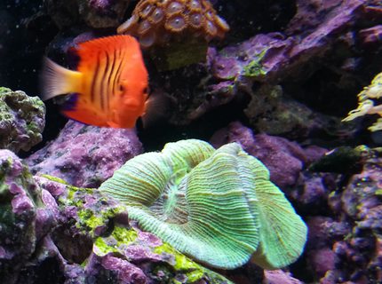 Rated #8: Corals Inverts - Trachyphyllia Geoffroyi - Brain Coral, Trachyphyllia Stocking In 80 Gallons Tank - Flame hanging next to coral Rated #8: Corals Inverts - Trachyphyllia Geoffroyi - Brain Coral, Trachyphyllia Stocking In 80 Gallons Tank - Flame hanging next to coral