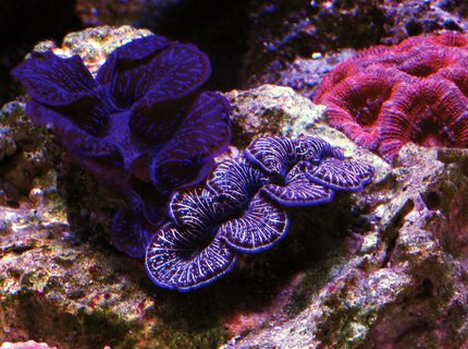 corals inverts - tridacna maxima - maxima clam stocking in 105 gallons tank - Clams corals inverts - tridacna maxima - maxima clam stocking in 105 gallons tank - Clams
