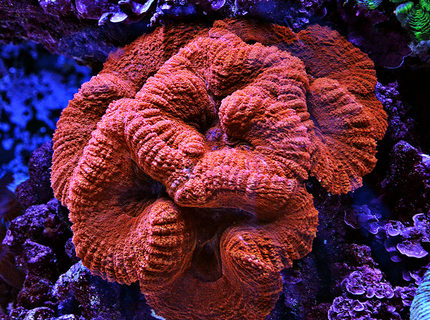 Rated #1: Corals Inverts - Lobophyllia Hemprichii - Brain Coral Stocking In 240 Gallons Tank - Red Lobo Rated #1: Corals Inverts - Lobophyllia Hemprichii - Brain Coral Stocking In 240 Gallons Tank - Red Lobo