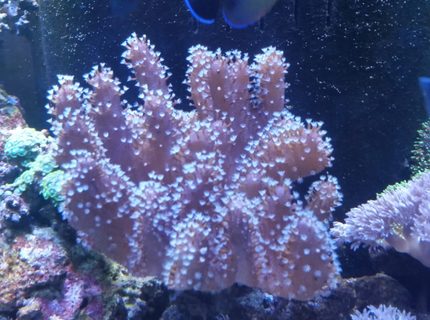 Rated #3: Corals Inverts Stocking In 90 Gallons Tank - Finger leather Rated #3: Corals Inverts Stocking In 90 Gallons Tank - Finger leather