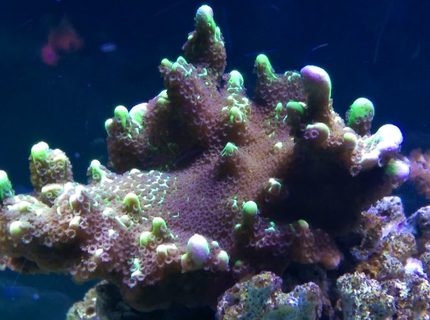 corals inverts stocking in 75 gallons tank - montipora spongodes corals inverts stocking in 75 gallons tank - montipora spongodes