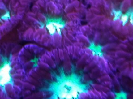 corals inverts stocking in 10 gallons tank - Blastomussa Merletti corals inverts stocking in 10 gallons tank - Blastomussa Merletti