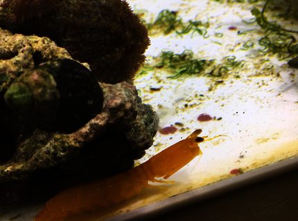 corals inverts stocking in 180 gallons tank - Herbie my Mantis Shrimp! corals inverts stocking in 180 gallons tank - Herbie my Mantis Shrimp!