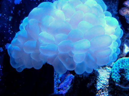 corals inverts stocking in 90 gallons tank - Bubble coral and Barlett's anthias corals inverts stocking in 90 gallons tank - Bubble coral and Barlett's anthias
