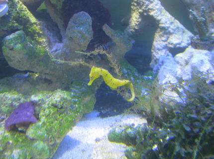 corals inverts stocking in 180 gallons tank - See the horse corals inverts stocking in 180 gallons tank - See the horse