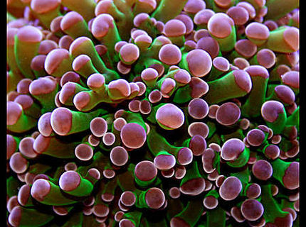 corals inverts - euphyllia paradivisa - frogspawn coral stocking in 125 gallons tank - Frogspawn corals inverts - euphyllia paradivisa - frogspawn coral stocking in 125 gallons tank - Frogspawn