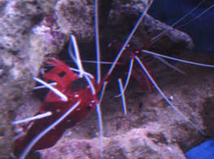 corals inverts - lysmata debelius - blood red fire shrimp stocking in 38 gallons tank - tank 1 both blood shrimp corals inverts - lysmata debelius - blood red fire shrimp stocking in 38 gallons tank - tank 1 both blood shrimp