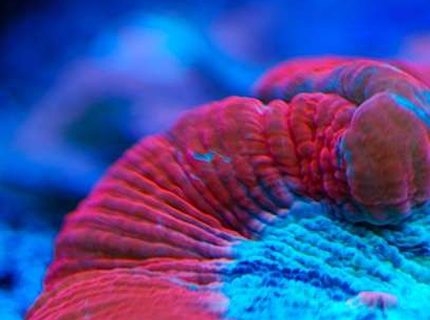 Rated #5: Corals Inverts - Trachyphyllia Geoffroyi - Brain Coral, Trachyphyllia Stocking In 160 Gallons Tank - Open brain at night Rated #5: Corals Inverts - Trachyphyllia Geoffroyi - Brain Coral, Trachyphyllia Stocking In 160 Gallons Tank - Open brain at night
