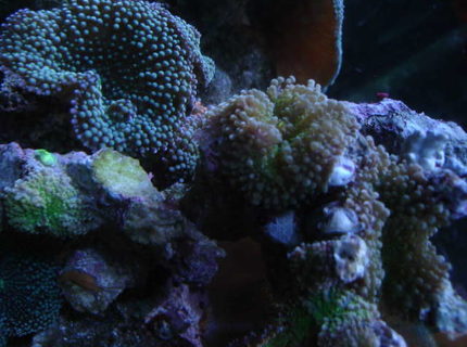 corals inverts - rhodactis indosinensis - hairy mushrooms - so hot, i love this green ricordea corals inverts - rhodactis indosinensis - hairy mushrooms - so hot, i love this green ricordea
