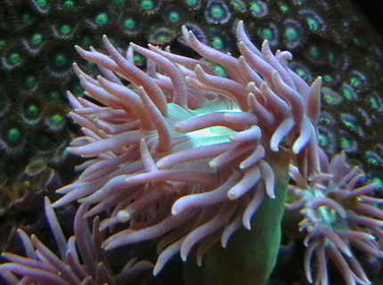 corals inverts - duncanopsammia axifuga - giant green polyp duncan stocking in 25 gallons tank - $2.50 Duncans corals inverts - duncanopsammia axifuga - giant green polyp duncan stocking in 25 gallons tank - $2.50 Duncans