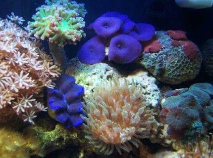 Rated #8: Corals Inverts - Clavularia Sp. - Clove Polyp Stocking In 12 Gallons Tank - Mushrooms, clam, frogspwan, bubble tip anemone and clove poylps. Rated #8: Corals Inverts - Clavularia Sp. - Clove Polyp Stocking In 12 Gallons Tank - Mushrooms, clam, frogspwan, bubble tip anemone and clove poylps.