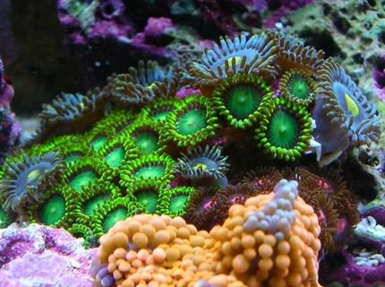 Rated #2: Corals Inverts - Zoanthus Sp. - Colony Polyp, Orange Spot Stocking In 100 Gallons Tank - zoa garden Rated #2: Corals Inverts - Zoanthus Sp. - Colony Polyp, Orange Spot Stocking In 100 Gallons Tank - zoa garden