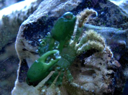 corals inverts - mithrax sculptus - emerald crab stocking in 24 gallons tank - Emerald Crab corals inverts - mithrax sculptus - emerald crab stocking in 24 gallons tank - Emerald Crab