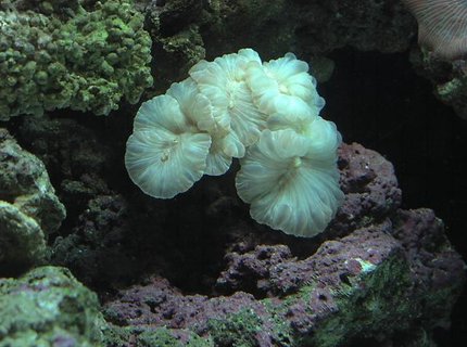 corals inverts - nemanzophyllia turbida - fox coral stocking in 125 gallons tank - Fox coral corals inverts - nemanzophyllia turbida - fox coral stocking in 125 gallons tank - Fox coral