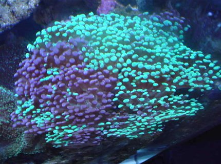 corals inverts - euphyllia ancora - hammer / anchor coral stocking in 110 gallons tank - hammer corals inverts - euphyllia ancora - hammer / anchor coral stocking in 110 gallons tank - hammer
