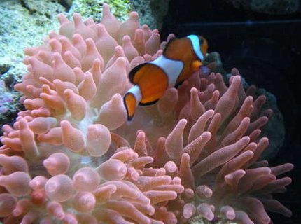 corals inverts - entacmaea quadricolor - rose anemone stocking in 34 gallons tank - Bubble Tip and clown corals inverts - entacmaea quadricolor - rose anemone stocking in 34 gallons tank - Bubble Tip and clown