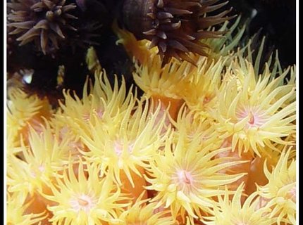 corals inverts - tubastrea faulkneri - yellow sun coral stocking in 35 gallons tank - Some of my pride and joy - Sun Corals.
Tubastraea micrantha & Tubastraea coccinea corals inverts - tubastrea faulkneri - yellow sun coral stocking in 35 gallons tank - Some of my pride and joy - Sun Corals.
Tubastraea micrantha & Tubastraea coccinea