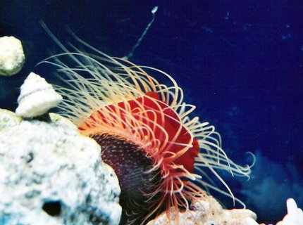 corals inverts - lima scabra - flame scallop stocking in 40 gallons tank - Flame Scallop corals inverts - lima scabra - flame scallop stocking in 40 gallons tank - Flame Scallop