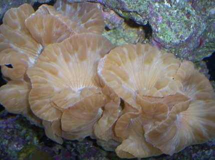 corals inverts - nemanzophyllia turbida - fox coral stocking in 110 gallons tank - Fox coral corals inverts - nemanzophyllia turbida - fox coral stocking in 110 gallons tank - Fox coral