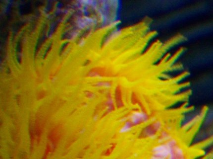 corals inverts - tubastrea faulkneri - orange sun coral stocking in 38 gallons tank - Tubastrea faulkeri corals inverts - tubastrea faulkneri - orange sun coral stocking in 38 gallons tank - Tubastrea faulkeri