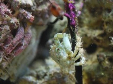 corals inverts - mithrax sculptus - emerald crab stocking in 60 gallons tank - The littlest emerald crab crawling up the fan coral corals inverts - mithrax sculptus - emerald crab stocking in 60 gallons tank - The littlest emerald crab crawling up the fan coral