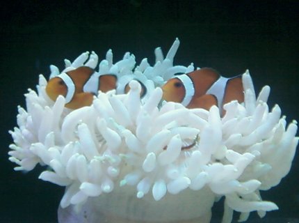 corals inverts - condylactis gigantea - condy anemone stocking in 80 gallons tank - cody clowns corals inverts - condylactis gigantea - condy anemone stocking in 80 gallons tank - cody clowns