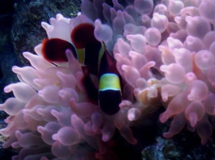 corals inverts - entacmaea quadricolor - rose bulb anemone stocking in 75 gallons tank - Yellow Stripe Maroon Clown and Rose BTA corals inverts - entacmaea quadricolor - rose bulb anemone stocking in 75 gallons tank - Yellow Stripe Maroon Clown and Rose BTA
