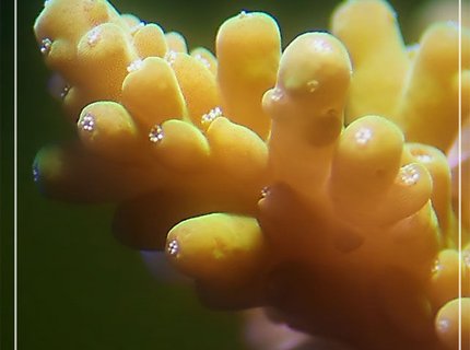 corals inverts - acropora chesterfieldensis - chesterfieldensis acropora coral stocking in 150 gallons tank - a sps frag corals inverts - acropora chesterfieldensis - chesterfieldensis acropora coral stocking in 150 gallons tank - a sps frag