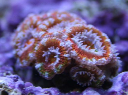 corals inverts - acanthastrea echinata - rainbow acan stocking in 110 gallons tank - Rainbow Acan corals inverts - acanthastrea echinata - rainbow acan stocking in 110 gallons tank - Rainbow Acan