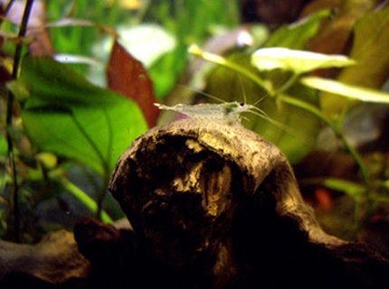 corals inverts - caridina japonica - japonica amano shrimp stocking in 40 gallons tank - Cardina Japonica corals inverts - caridina japonica - japonica amano shrimp stocking in 40 gallons tank - Cardina Japonica
