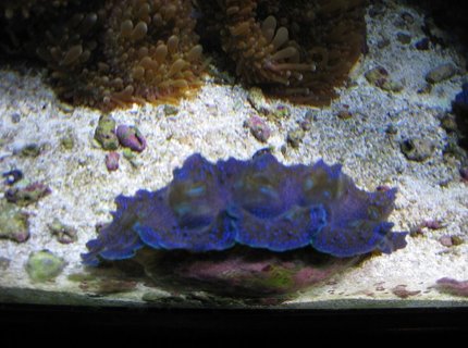 corals inverts - tridacna crocea - crocea clam stocking in 120 gallons tank - Crocea Clam corals inverts - tridacna crocea - crocea clam stocking in 120 gallons tank - Crocea Clam