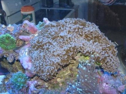 corals inverts - euphyllia ancora - hammer / anchor coral stocking in 55 gallons tank - Hammer corals inverts - euphyllia ancora - hammer / anchor coral stocking in 55 gallons tank - Hammer