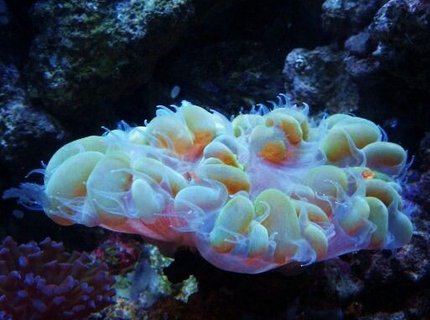 corals inverts - plerogyra sinuosa - bubble coral, green stocking in 27 gallons tank - bubble coral corals inverts - plerogyra sinuosa - bubble coral, green stocking in 27 gallons tank - bubble coral