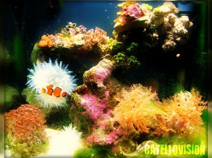 corals inverts - condylactis gigantea - condy anemone stocking in 8 gallons tank - 8 gallon classic! corals inverts - condylactis gigantea - condy anemone stocking in 8 gallons tank - 8 gallon classic!
