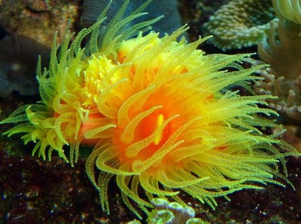 corals inverts - dendrophylliidae - dendrophyllia stocking in 54 gallons tank - dendro 9 heads corals inverts - dendrophylliidae - dendrophyllia stocking in 54 gallons tank - dendro 9 heads