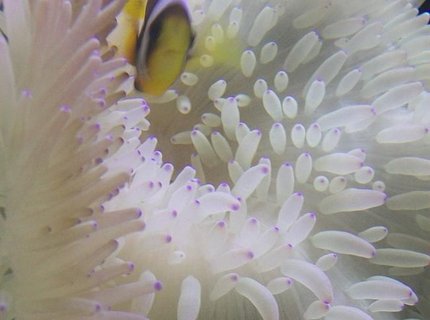 corals inverts - condylactis gigantea - condy anemone stocking in 90 gallons tank - awesome clown in anemone corals inverts - condylactis gigantea - condy anemone stocking in 90 gallons tank - awesome clown in anemone