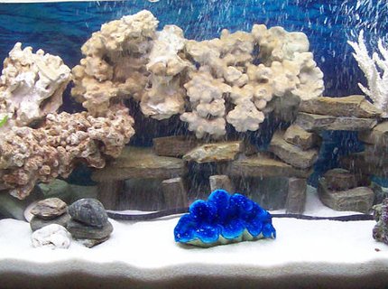 corals inverts - tridacna crocea - crocea clam stocking in 55 gallons tank - zoom in corals inverts - tridacna crocea - crocea clam stocking in 55 gallons tank - zoom in