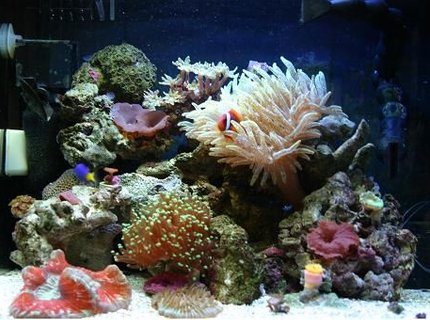 corals inverts - entacmaea quadricolor - bulb anemone stocking in 60 gallons tank - Aquapod 12 Gallon, 2 x 32w PC Lighting Upgrade (5.3w/gal),
2 x Silenx 60mm x 25mm Fans,
Aquaeuro USA Nano Skimmer,
MJ 900 Powerhead,
Return Pump MJ 1200,
Fish/Inverts:
1 Hybrid Tomato Clown,
1 Damsel,
1 Purple Fire Fish,
1 Red Orange Sea Star,
1 Skunk Cleaner Shrimp,
1 Peppermint Shrimp,
2 Margarita Snails,
3 Turbo Snails,
5 Hermit Crabs,
Coral/ Anenome:
1 Speckled Green Bubble Tip Anenome,
1 Two Headed Green Tip Frogspawn,
1 Rainbow Open Brain Coral,
1 Plate Coral,
1 Dendrphyllia,
1 Neon Green Candy Cane Coral,
1 Neon Green Clove Polyp Colony,
1 Inside Out Zoanthid Colony,
1 Sean's Pinky Zoanthid Colony,
1 Eagle EyeZoanthid Colony,
1 Blue Magician Zoanthid Colony,
Assorted Mushrooms corals inverts - entacmaea quadricolor - bulb anemone stocking in 60 gallons tank - Aquapod 12 Gallon, 2 x 32w PC Lighting Upgrade (5.3w/gal),
2 x Silenx 60mm x 25mm Fans,
Aquaeuro USA Nano Skimmer,
MJ 900 Powerhead,
Return Pump MJ 1200,
Fish/Inverts:
1 Hybrid Tomato Clown,
1 Damsel,
1 Purple Fire Fish,
1 Red Orange Sea Star,
1 Skunk Cleaner Shrimp,
1 Peppermint Shrimp,
2 Margarita Snails,
3 Turbo Snails,
5 Hermit Crabs,
Coral/ Anenome:
1 Speckled Green Bubble Tip Anenome,
1 Two Headed Green Tip Frogspawn,
1 Rainbow Open Brain Coral,
1 Plate Coral,
1 Dendrphyllia,
1 Neon Green Candy Cane Coral,
1 Neon Green Clove Polyp Colony,
1 Inside Out Zoanthid Colony,
1 Sean's Pinky Zoanthid Colony,
1 Eagle EyeZoanthid Colony,
1 Blue Magician Zoanthid Colony,
Assorted Mushrooms